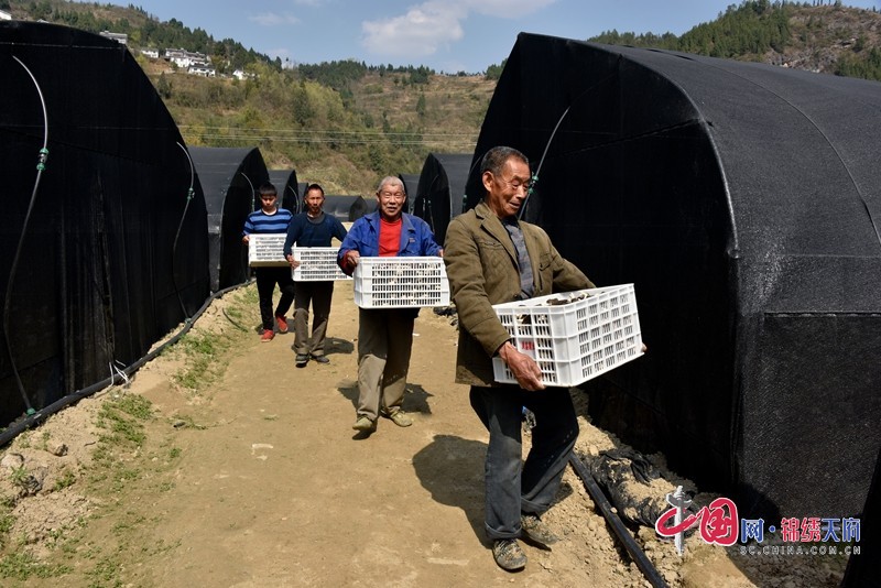 在基地務(wù)工的當(dāng)?shù)厝罕妼⒁豢鹂鹧蚨蔷徇\裝車。  張玉偉.JPG