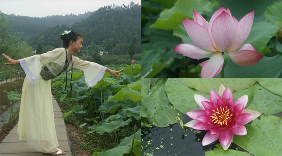 巴中柳林荷花節(jié)開(kāi)幕  雨后新荷漫澤連連游客為花癡