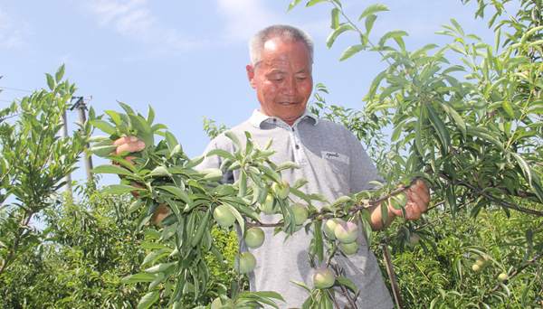 四川長寧縣：“李子”撐起脫貧大夢想